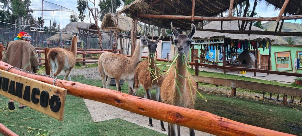 Cusco: Alpaca and Llama Farm Tour W/ Transfer & Weaving Demo - Itinerary Details