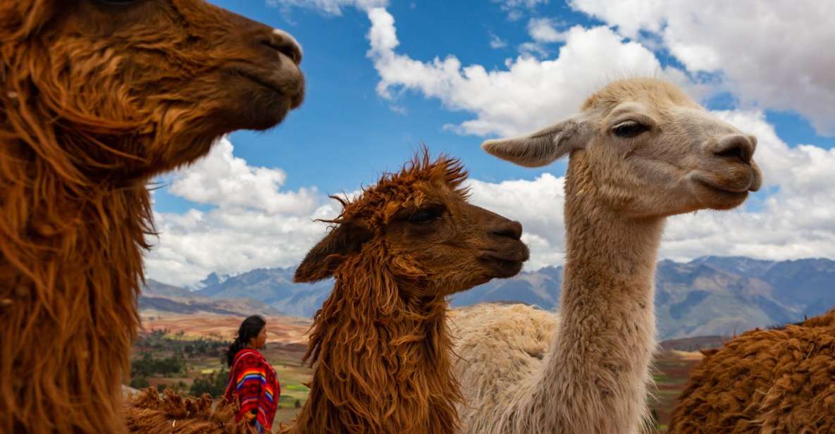 Cusco: Alpaca Therapy + Healing With Clay |Lunch - Private| - Detailed Itinerary