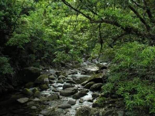 Daintree Rainforest and Mossman Gorge: Full or Half Day Tour - Transportation Logistics