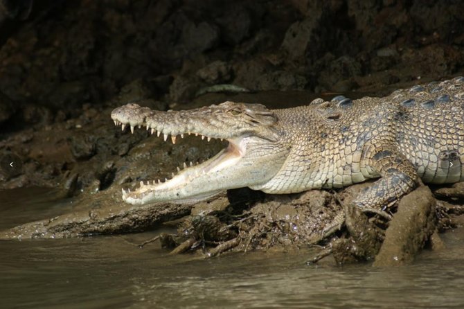 Daintree River Cruise - Wildlife Viewing Opportunities