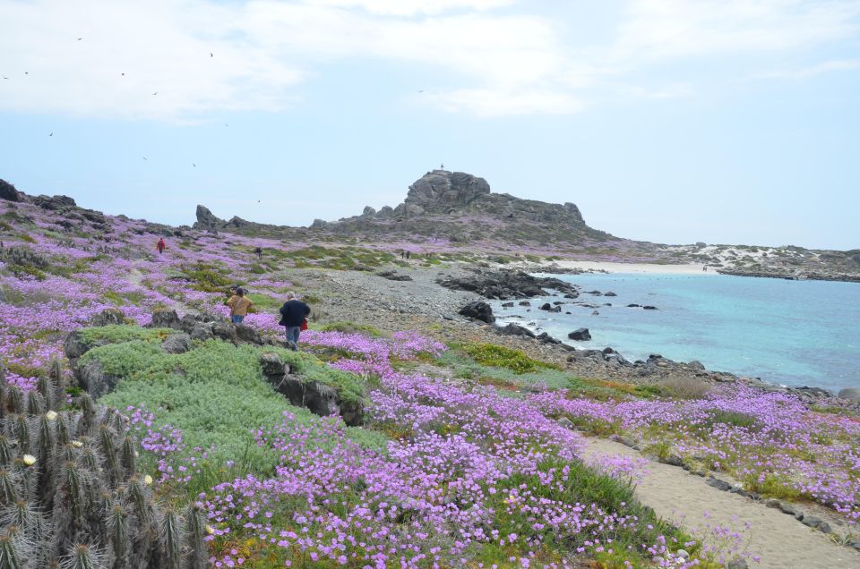 Damas or Chañaral Island: Whales & Humboldt Penguin Reserve - Itinerary Highlights