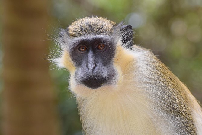 Day Tour Including Harrisons Cave St. Nicholas Lunch and Monkeys - St Nicholas Abbey Visit
