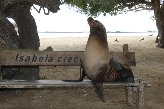 Day Tour to Isabela Island With Tintorera Islet, Snorkeling Wetlands & Flamingos - Wildlife Encounters