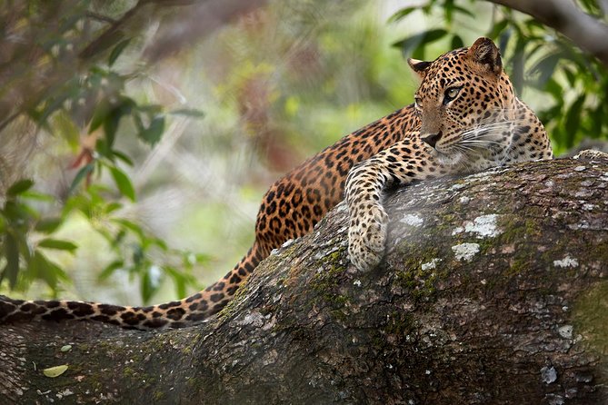 Day Tour to Wilpattu National Park From Colombo - Inclusions and Exclusions