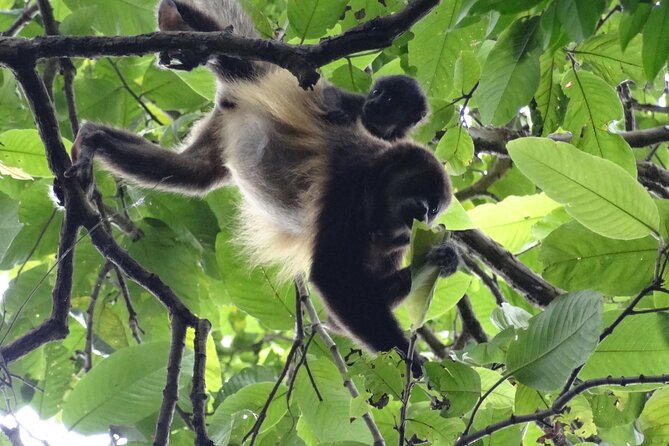 Day Trip: Meet Howler Monkeys at Churute & Make Organic Chocolate - Highlights of the Experience