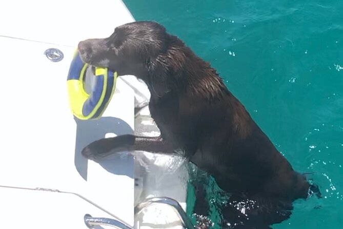 Day Trip on a Sailing Catamaran in Sardinia - Onboard Activity Options