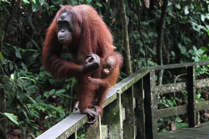 Day Trip Sepilok Orang Utan & Labuk Bay Proboscis Monkey - Pricing Details