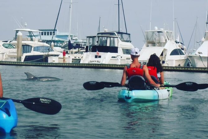 Deluxe Dolphin Kayak Tour - Whats Included in the Tour