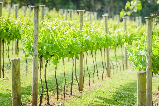 Deluxe Wine Tour to Tamborine Mountain, Includes Two Course Lunch - Inclusions and Amenities