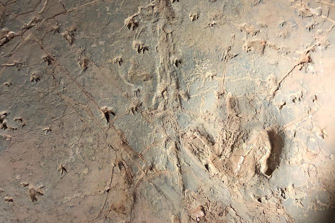 Dinosaur Stampede 3/4 Day Tour Including Merton Gorge - Unique Dinosaur Footprints