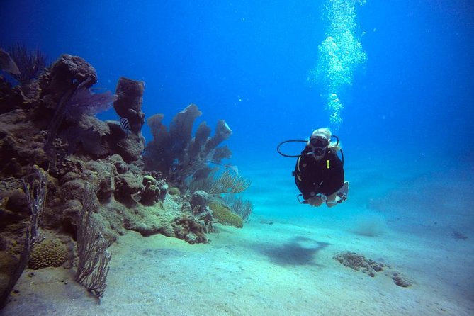 Discover Scuba Diving - Customer Reviews and Testimonials