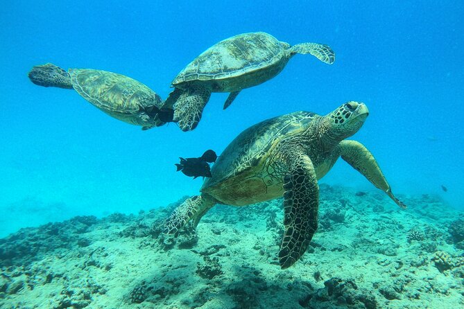 DISCOVER Scuba Diving Experience in Honolulu - Included Equipment and Services