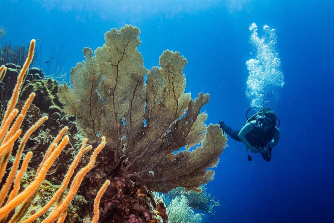 Discover Scuba Diving Experience - Inclusions and Amenities