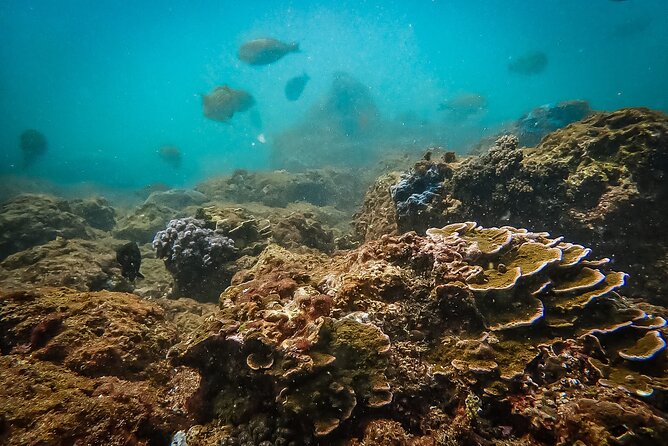 Discover SCUBA Diving in Beautiful Unawatuna Bay - Meeting Point and Details