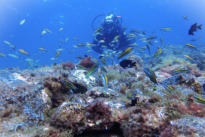 Discover Scuba Diving, Tenerife. Photos and Videos Included - Essential Inclusions for the Experience