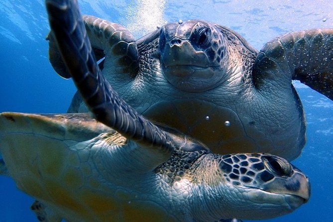 Discover Scuba Diving - Try It for the First Time! - Meeting Location and Pickup Options