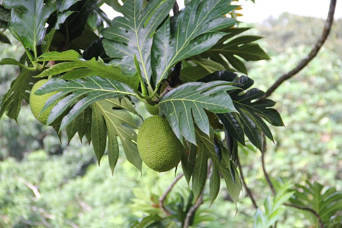 Discovery Day 4x4 Ride - Northern Circuit of Martinique - Accessibility and Requirements