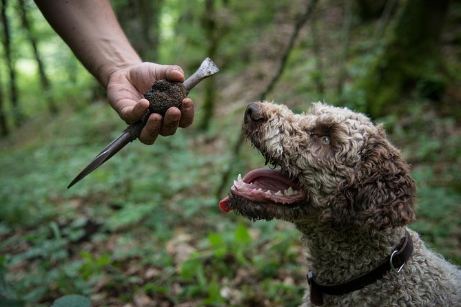 Discovery of the World of Truffles and Tasting - Truffle Hunting With Julio the Dog