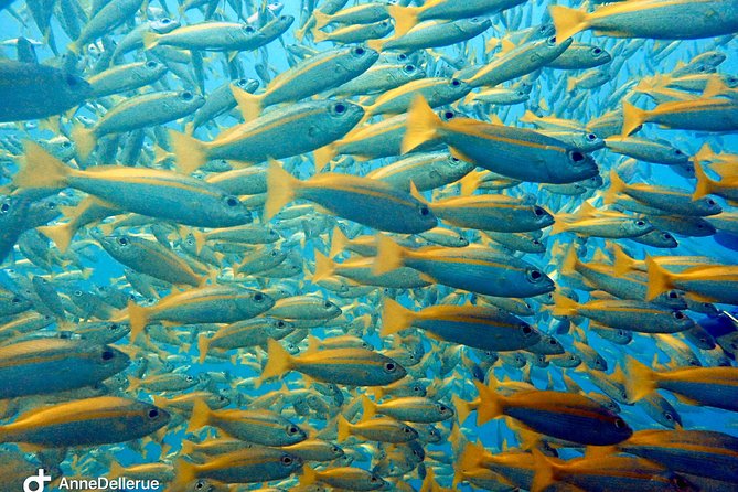 Dive Trip With 2 Dives (Start From Ko Kut) - Small Group Diving