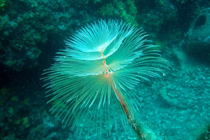 Diving Day Tour With 2 Dives - Transportation Options