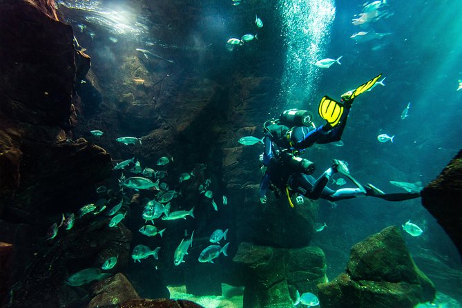 Diving in the Madeira Aquarium - Diving Equipment and Instructions