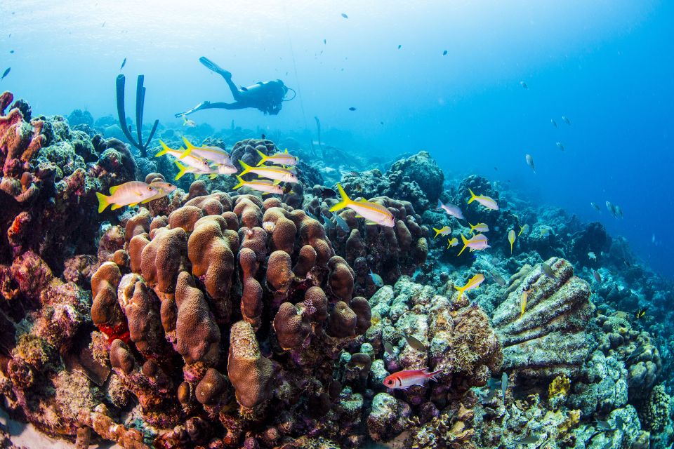 Diving Santa Marta & Tayrona for Certified Divers (2 Tanks) - Dive Locations and Highlights