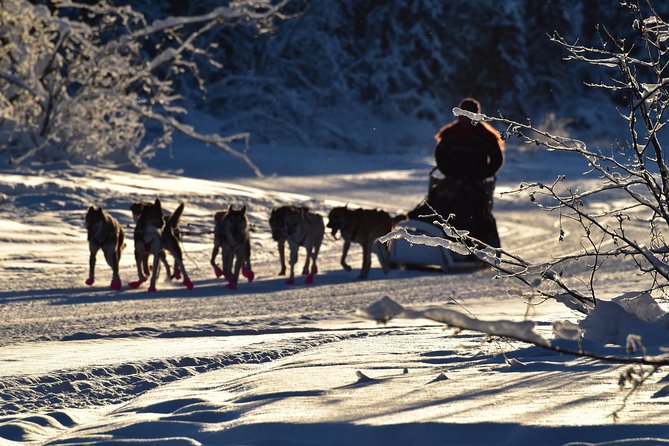 Dog Sledding and Mushing Experience in North Pole - Meeting and Pickup Details