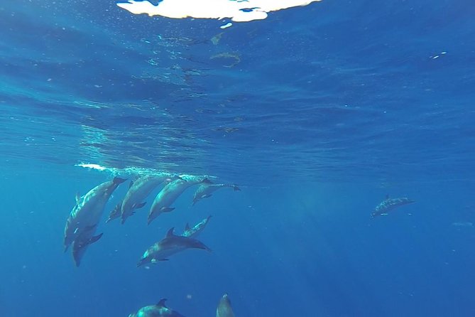 Dolphin and Whale Safari in Gran Canaria - Wildlife You May Encounter