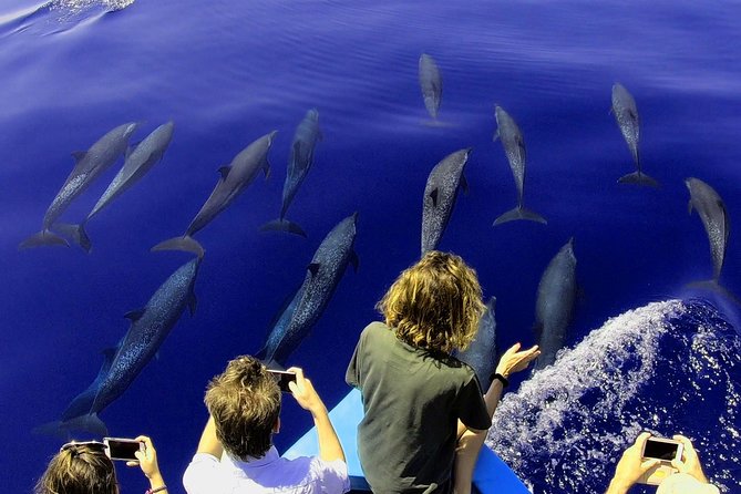 Dolphin and Whale Watching Tour in Drake Bay as Seen on National Geographic - Included Features