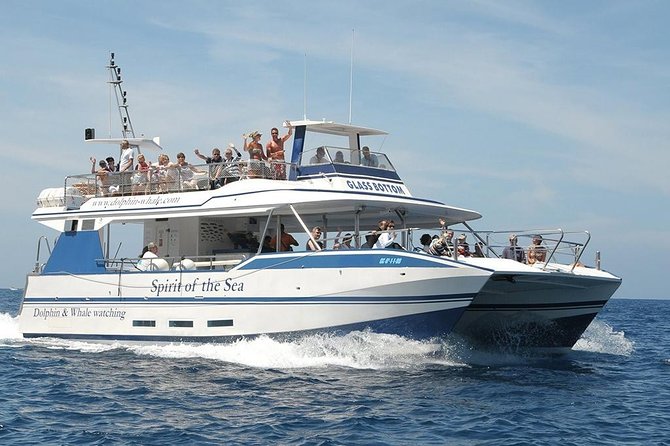 Dolphin and Whales Watching Cruise From Puerto Rico De Gran Canaria - Meeting Point Information