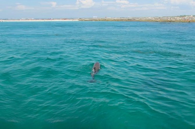Dolphin Sightseeing Tour on the Footloose Catamaran From Panama City Beach - Meeting and Pickup Information