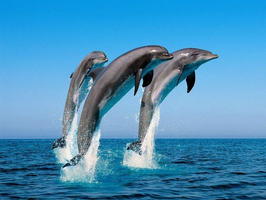 Dolphin Tour by Catamaran in Taormina - Itinerary Highlights