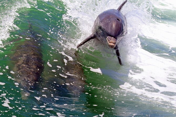 Dolphin Tour in St. Pete Beach - Educational Aspects of the Tour