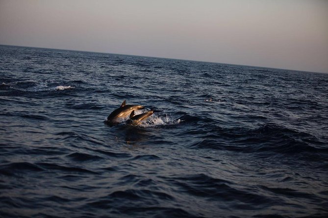 Dolphin Tour Taormina - Tour Itinerary and Schedule
