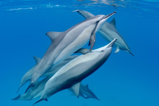 Dolphin Watch & Snorkel Captain Cook Monument Big Island Kailua-Kona Hawaii - Inclusions and Amenities
