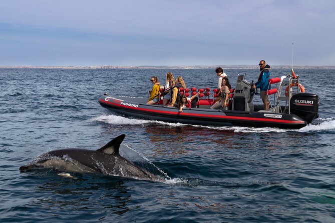 Dolphin Watching Along the Algarve Coast - Tour Meeting and Pickup