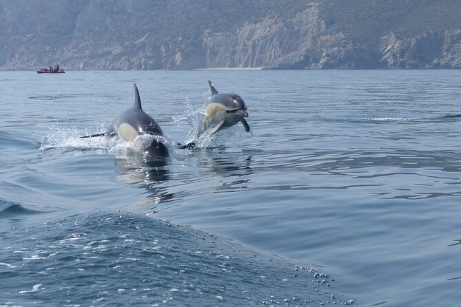 Dolphin Watching at the Arrabida (Lisbon Region) - Inclusions of the Experience