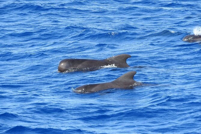 Dolphins, Coral Reefs, Caribbean Coast - Unique Experiences