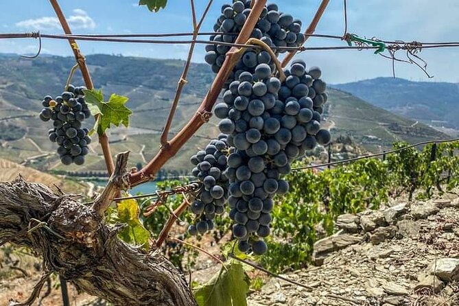 Douro Valley Small-Group Tour: 2 Wineries, Lunch, Optional Cruise - Hassle-Free Transportation