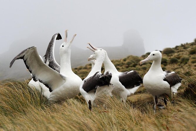 Dunedin City Highlights, Otago Peninsula Scenery & Albatross Guided Tour - Customer Reviews