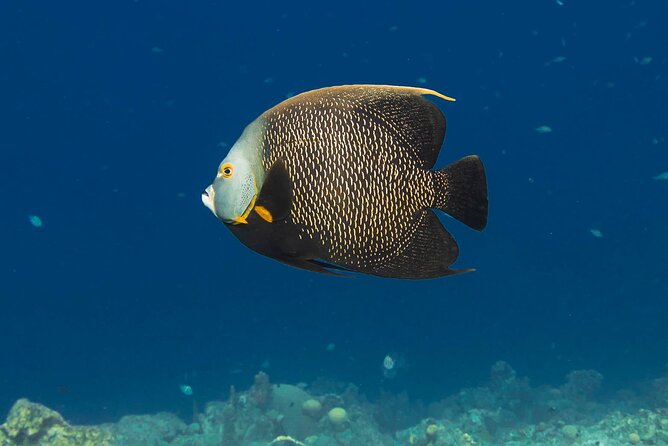 E-Snorkeling Tour in Bonaire With Easy Sea Scooters - Experience and Instruction Provided