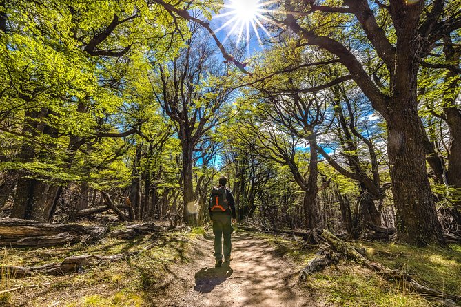 El Chaltén With Trekking From El Calafate - Highlights of the Experience