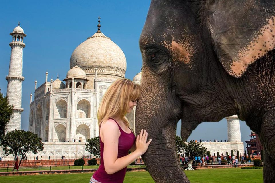 Elephant/Bear Wildlife SOS & Agra Trip by Car - Itinerary Highlights