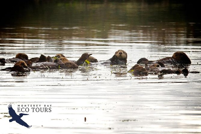 Elkhorn Slough Wildlife Tour - Tour Schedule and Availability
