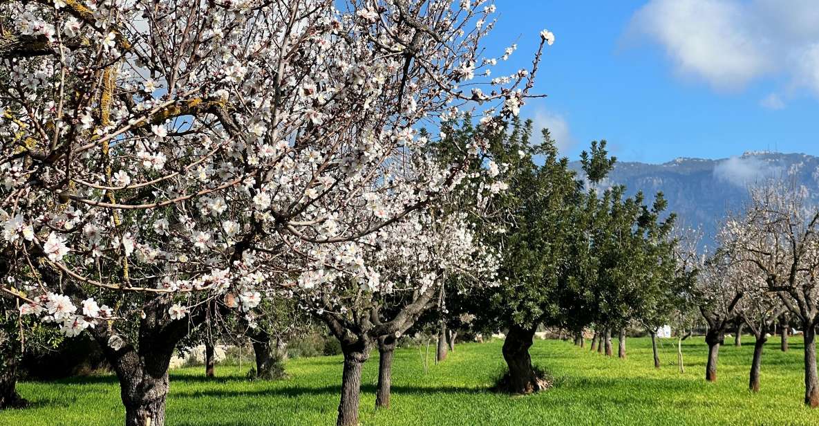 Embrace the Enchantment of Mallorcas Almond Blossom Season - Itinerary Highlights