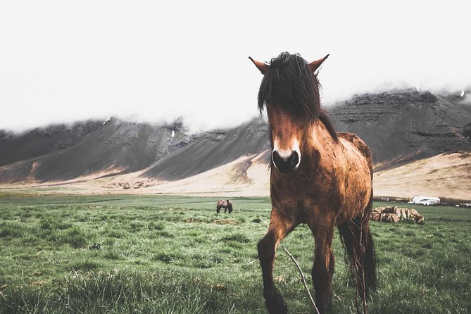 Enchanting Snæfellsnes Peninsula | Small Group Day Tour Including Lunch - Unique Experiences