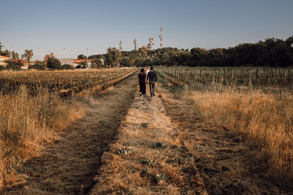 Etna: Urban Winery, Vineyards Walk & Wine Tasting at Sunset - Tour Duration and Group Size