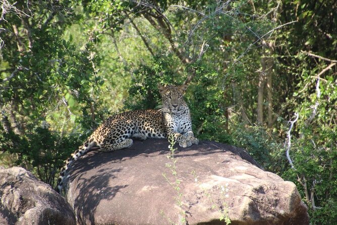 Evening Safari - Yala National Park With Janaka Safari - 02.00 Pm to 06.30 Pm - Safari Inclusions
