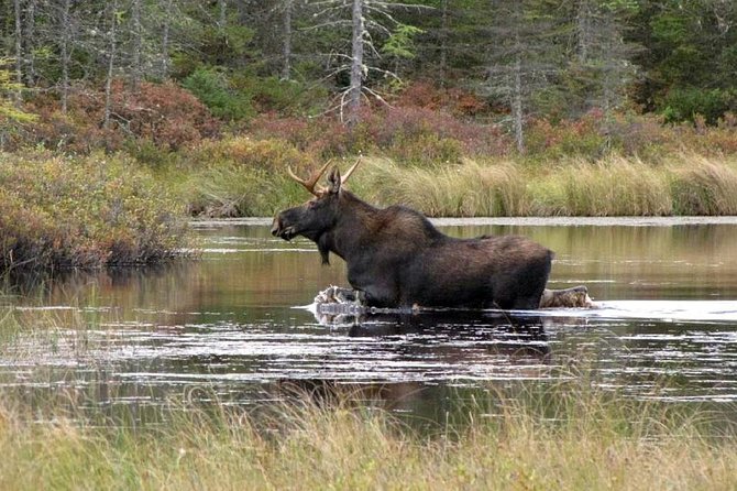 Evening Wildlife Safari Stockholm - Meeting and End Locations