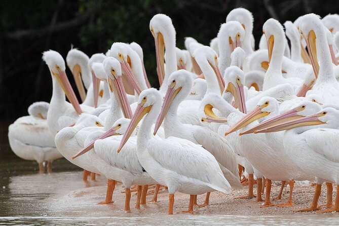 Everglades National Park Dolphin, Birding and Wildlife Boat Tour (2 Hours) - Guided Exploration